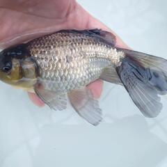 完売🙇🐟大サイズ❗🐟国産青ジャンボオランダ　約１８センチ 珍しい青オランダ🐟キレイです✨安心現物販売❗№２の画像