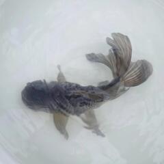 完売🙇🐟大サイズ❗🐟国産青ジャンボオランダ　約１８センチ 珍しい青オランダ🐟キレイです✨安心現物販売❗№２の画像