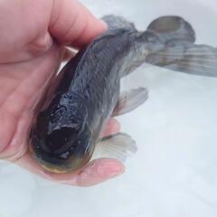 完売🙇🐟大サイズ❗🐟国産青ジャンボオランダ　約１８センチ 珍しい青オランダ🐟キレイです✨安心現物販売❗№２の画像