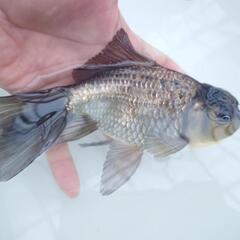 完売🙇🐟大サイズ❗🐟国産青ジャンボオランダ　約１８センチ 珍しい青オランダ🐟キレイです✨安心現物販売❗№２の画像