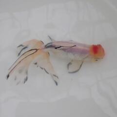 完売🙇🐟 国産　白ジャンボオランダ　約１５センチ 珍しい白オラン...