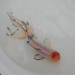 完売🙇🐟 国産　白ジャンボオランダ　約１５センチ 珍しい白オランダ🐟キレイです✨安心現物販売❗№３の画像