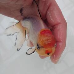 完売🙇🐟 国産　白ジャンボオランダ　約１５センチ 珍しい白オランダ🐟キレイです✨安心現物販売❗№３の画像