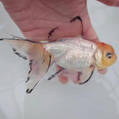 完売🙇🐟 国産　白ジャンボオランダ　約１５センチ 珍しい白オランダ🐟キレイです✨安心現物販売❗№３の画像