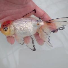 完売🙇🐟 国産　白ジャンボオランダ　約１５センチ 珍しい白オランダ🐟キレイです✨安心現物販売❗№３の画像