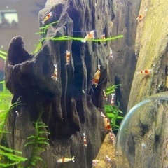 レッドビーシュリンプ30匹の画像