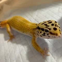 里親さん決まりました。レオパードゲッコー(ヒョウモントカゲモドキ)