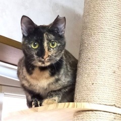 ˚✧₊⁎ツンデレだけど実は甘えたいサビ猫ちゃん⁎⁺˳✧༚