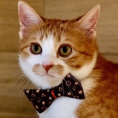 鼓♡家族ができましたの画像