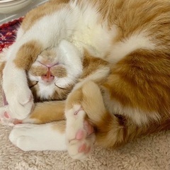 鼓♡家族ができました - 猫