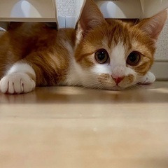鼓♡家族ができました − 福岡県