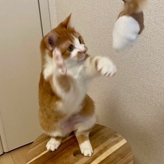 鼓♡家族ができました - 里親募集