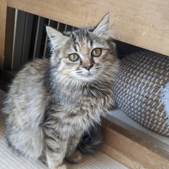 ふわふわ　おっとり　ふたばちゃん「