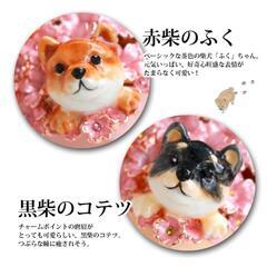 新品 柴犬 赤柴 ジュエリーケース 新品未開封シュリンク付きの画像