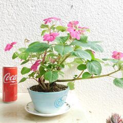 盆栽インパチェンスの画像