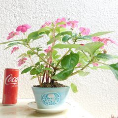 盆栽インパチェンスの画像