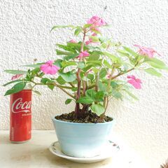 盆栽インパチェンスの画像