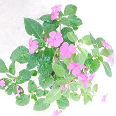 盆栽インパチェンスの画像