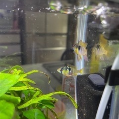 オランダラミレジィペア(破格)