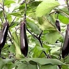 茄子の収穫作業