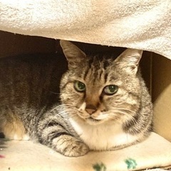 【近況編集しました】女の子キジトラ4才です