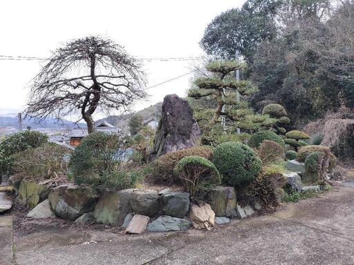 立派な庭石です。
