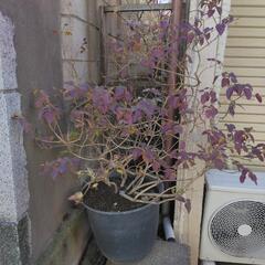 🎋ランタナ〔夏の終わり頃から咲きます〕