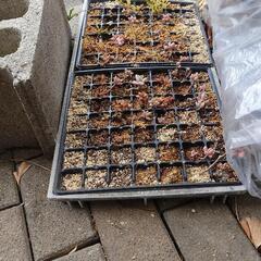 (受付停止中) 苗箱　無料。多肉植物の育苗トレー等にもの画像