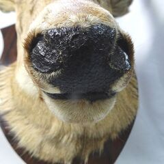剥製 ◆鹿◆ はく製 頭骨 壁掛け ハンティングトロフィー ※札幌 ※店頭引取限定※の画像