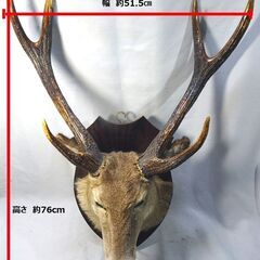 剥製 ◆鹿◆ はく製 頭骨 壁掛け ハンティングトロフィー ※札幌 ※店頭引取限定※の画像