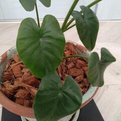 クワズイモの画像