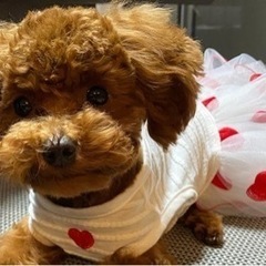 スタッフ募集の画像