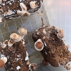 廃菌床 畑の土に混ぜたりやカブトムシやクワガタの幼虫の餌に 値下げいたしました。の画像