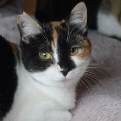 ちょっぴりビビりな三毛猫の女の子、甘えてくるようになりました