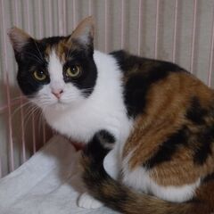 10ヶ月の三毛猫、はっきりした三毛模様です
