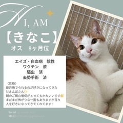 スタイリッシュきら【きなこくん】