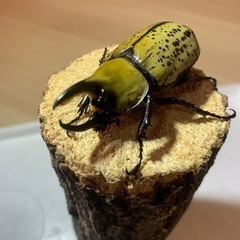 【♂単品】ティティウスシロカブト