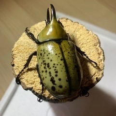 【♂単品】ティティウスシロカブトの画像