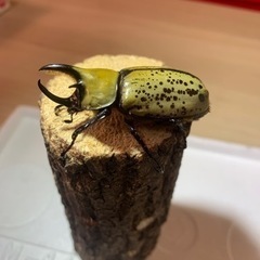 【♂単品】ティティウスシロカブトの画像