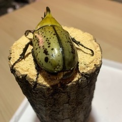 【♂単品】ティティウスシロカブトの画像