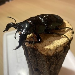 【B品】タランドゥスオオツヤクワガタ♂