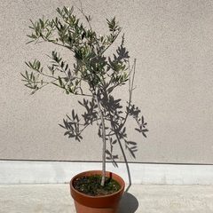 オリーブの木　95cm