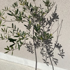 オリーブの木　95cmの画像