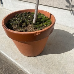 オリーブの木　95cmの画像