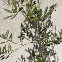 オリーブの木　95cmの画像