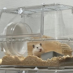 ゴールデンハムスター