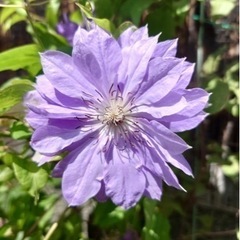 淡いパープルのクレマチス🌸