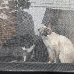 猫探してます