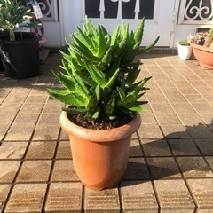 アロエ