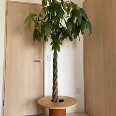 ドラセナ　観葉植物　大きめ